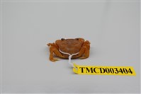 藏品(拉氏清溪蟹)的圖片